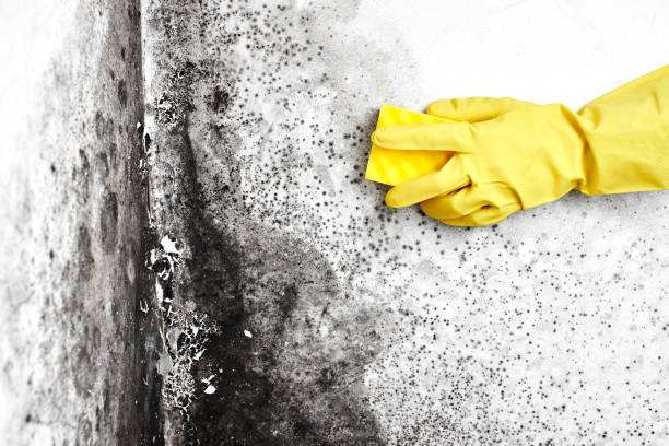 Best Crawl Space Mold Removal  in West Point, MS