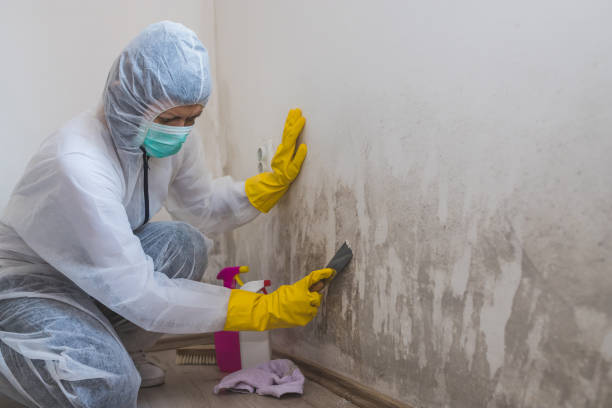 Best Mold Remediation  in West Point, MS