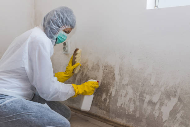 Best Toxic Mold Removal  in West Point, MS