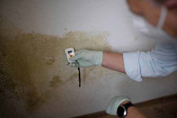 Best Mold Damage Repair  in West Point, MS