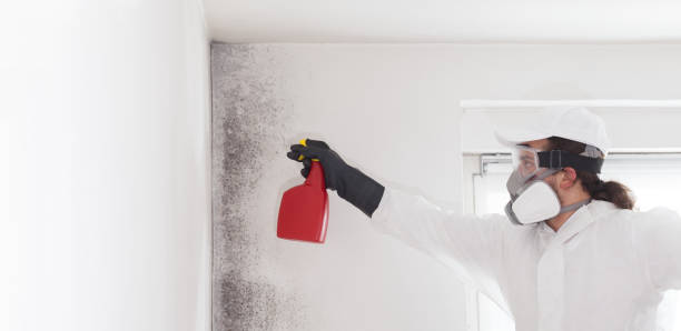 Best Professional Mold Removal  in West Point, MS
