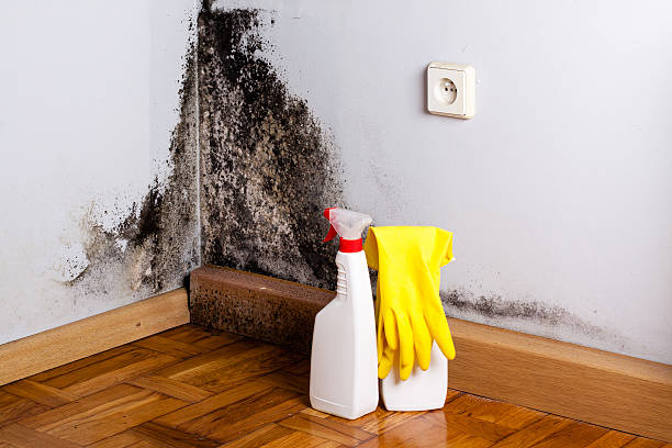 Best Emergency Mold Removal  in West Point, MS
