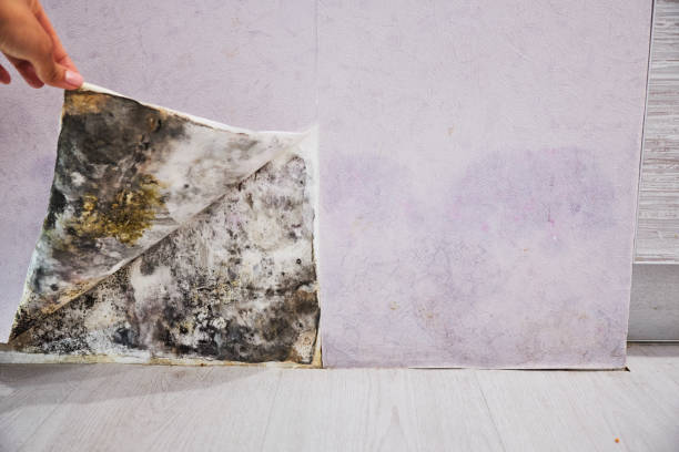 Best Mold Cleaning Services  in West Point, MS